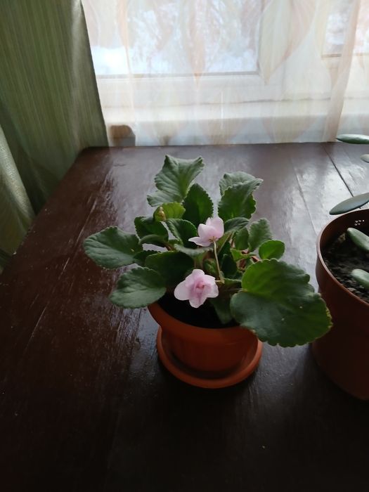 Продам цветы комнатные