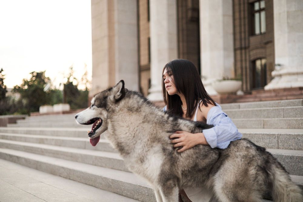 фотосессия с волком