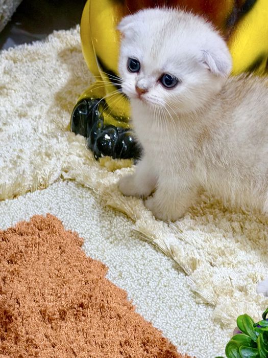 Шотланский Скоттиш Фолд! Колорная шиншилла!