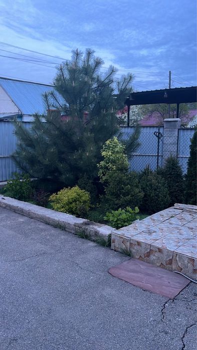 Туя, сосна, ель, можевельник