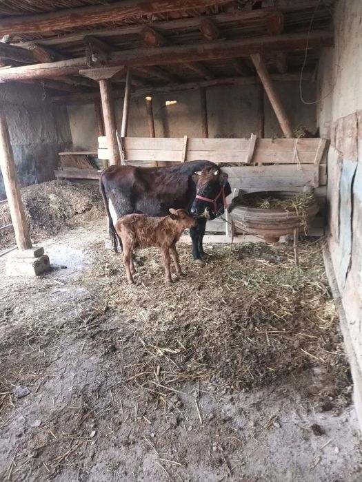 Ona  bola sigir sotiladi