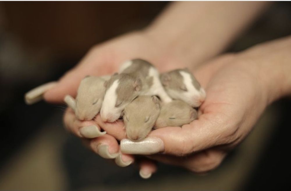 Крысята дамбоухие