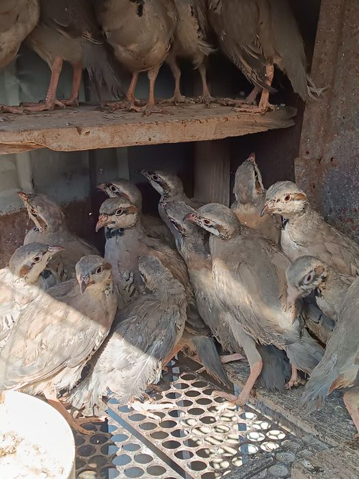 Кеклик куропатка