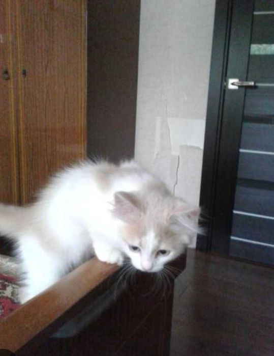 Отдам в добрые руки котят