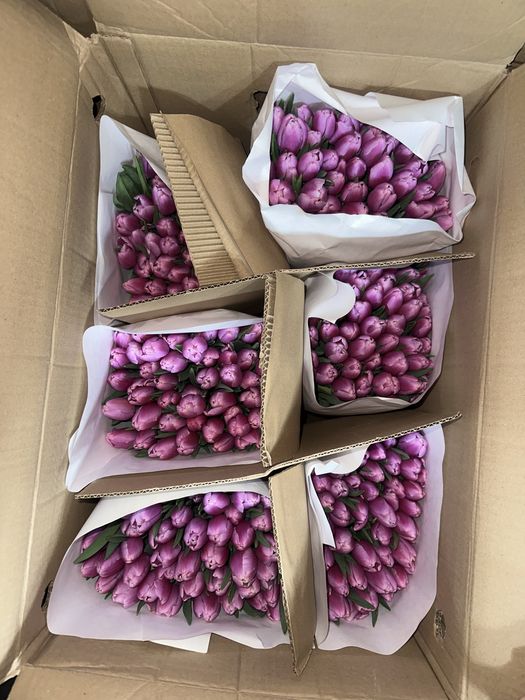 Тюльпаны оптом Алматы