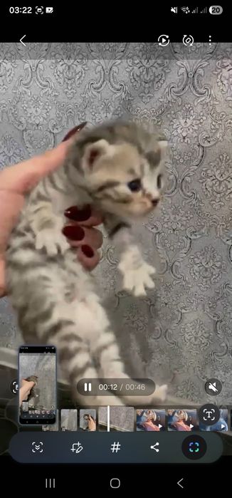 Чистокровные британцы