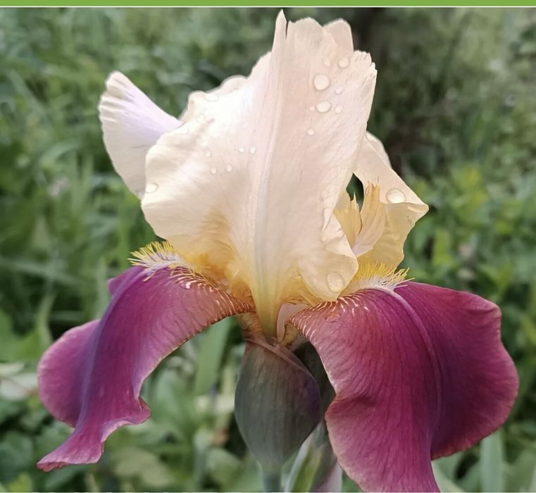 Ирисы многолетники