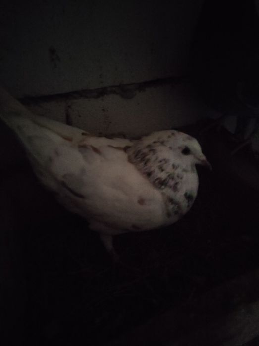 De vânzare Porumbei