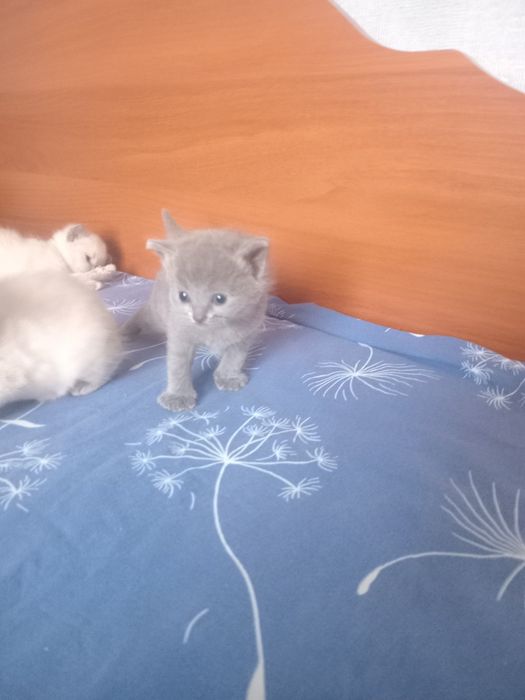 Продам котят смешанные шотландцы с сиамским за 15000