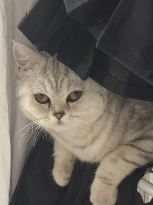 Продается кошка британская