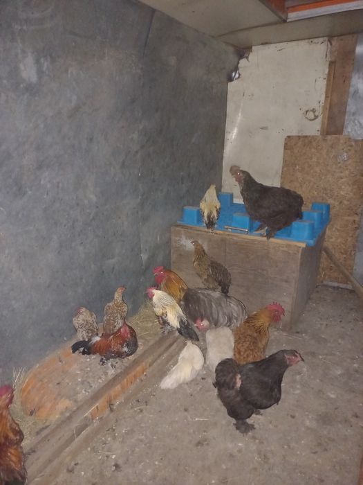 Продам петушков и кур
