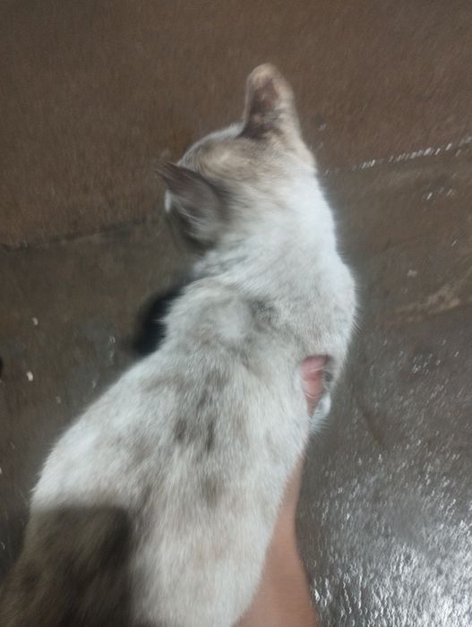 Уй мушиги сотилади