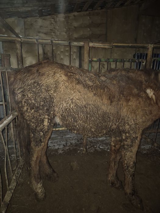 Тайлар с откорма по 550000