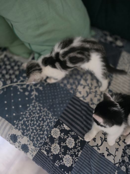 Британские котята