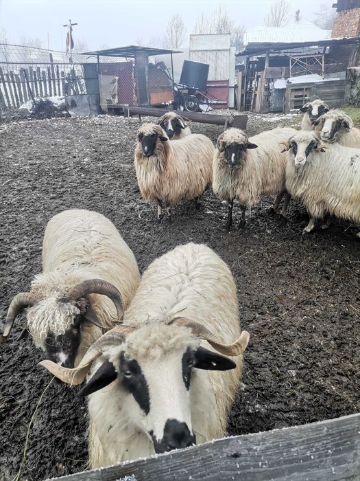 Oi breze de vânzare