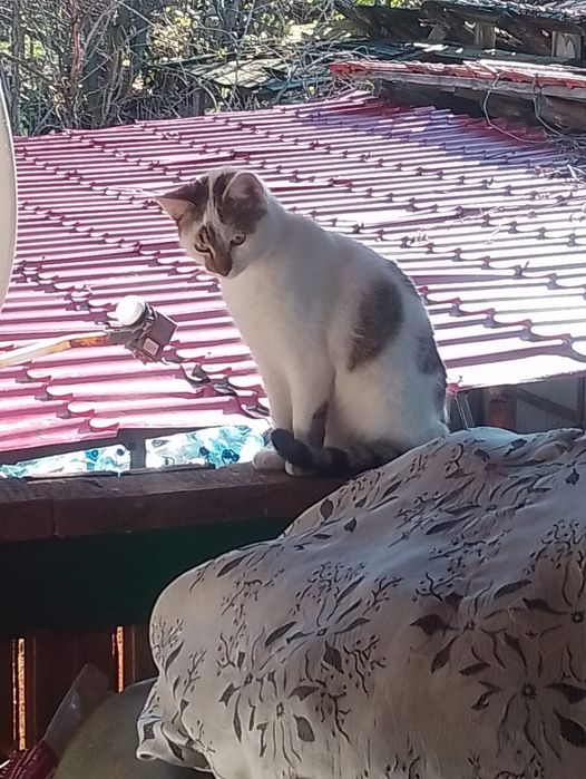 Motanel spre adoptie