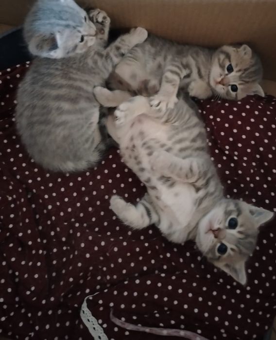 Котята Британцы в добрые рукии