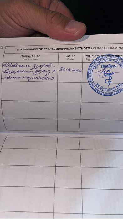 Продается миниатюрный вислоухи кролик. Самка