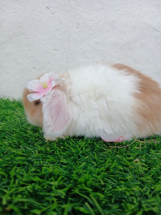 Карлик куенчалар сотилади.35.. 40 кунликлар.4 Таси СПЛИТ.4 та  панда