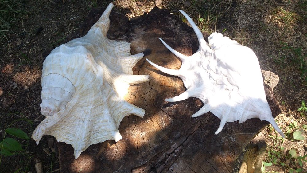 Миди, раковини                  .