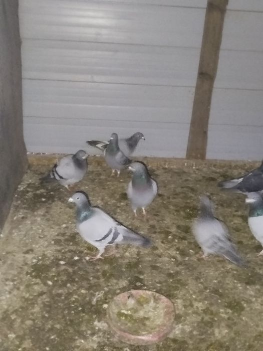 Vand porumbei voiajori