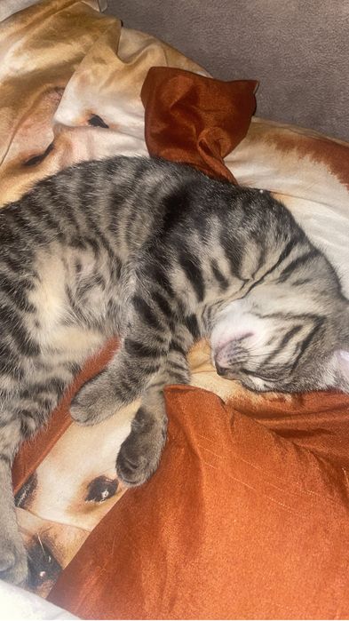 Котенок девочка 3 месяца