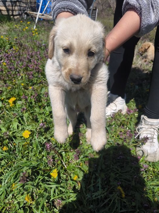 Лабрадор ретривър