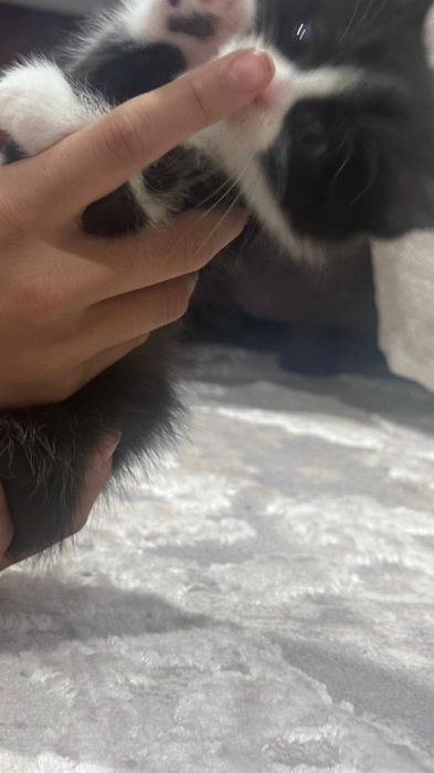 Котята отдам в добрые руки