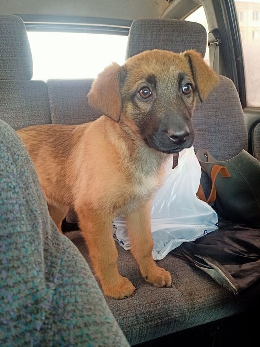 Отдается в хорошие руки