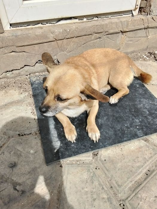 Отдам в добрые руки собачку