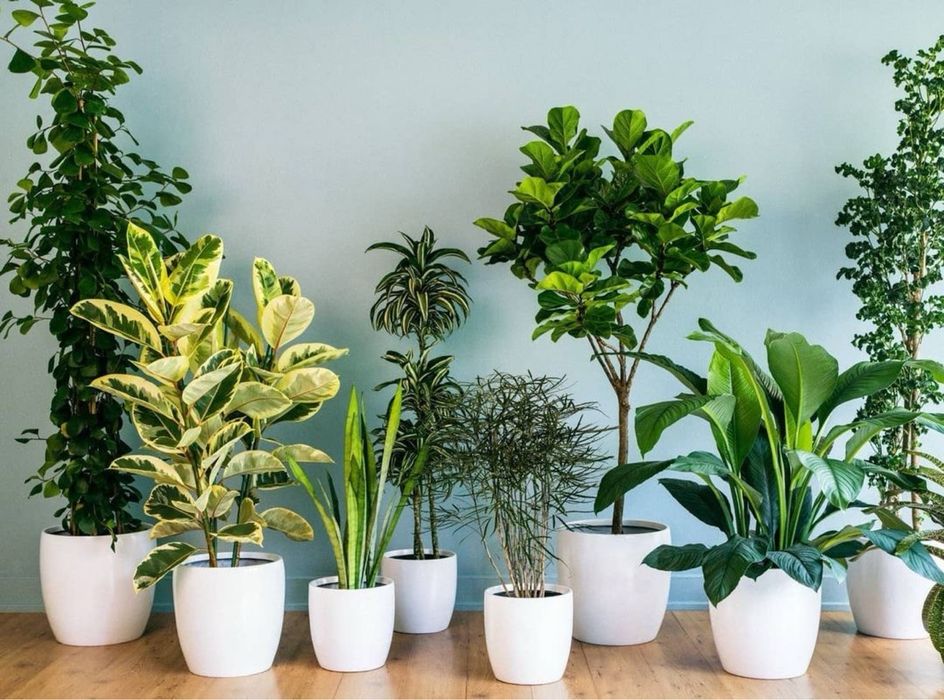 Цветы для дома и офиса. Гуллар