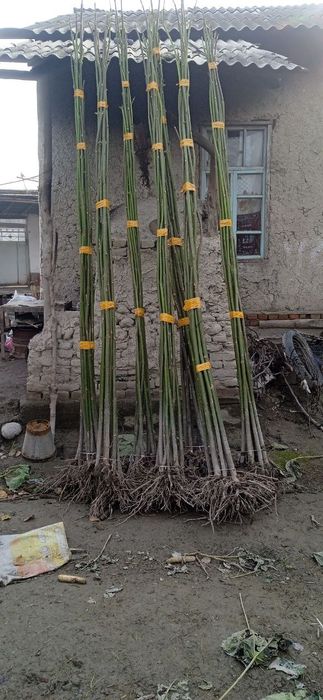 Каталпа. ясин.клён.кучатлари