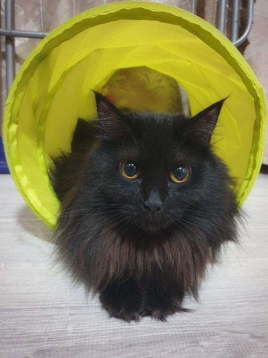 В лучшие руки отдается кошечка!