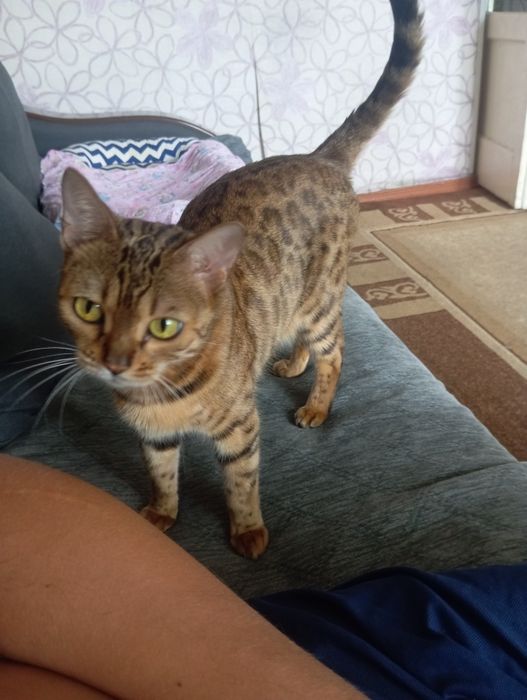 Продам бенгальская кошка