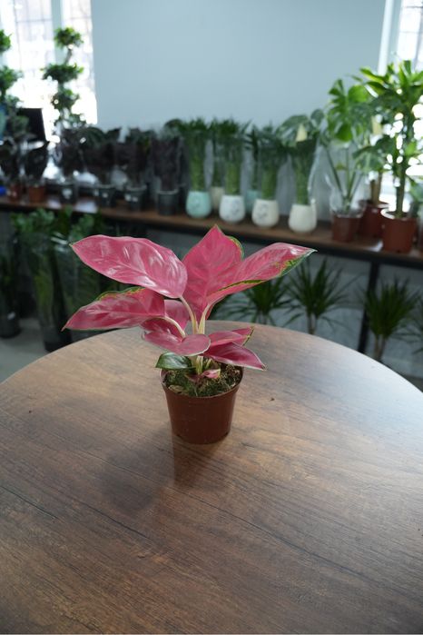 Аглаонема Чина красная