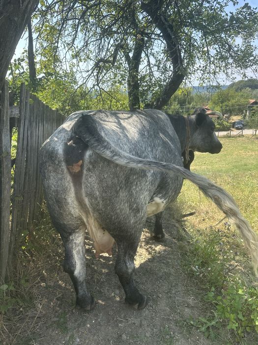 Vaca Albastru Belgian