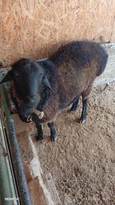 Икита кучкор сотилади бадани семиз соглом хонаки хурон чиройли сифатли