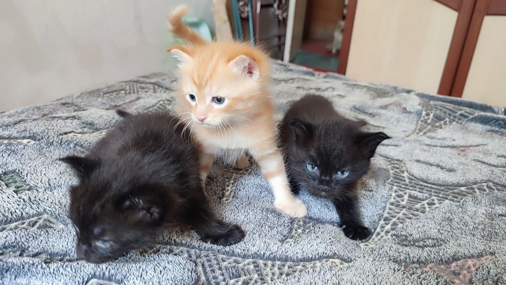 БЕСПЛАТНО!!! Отдам котят в Добрые руки.