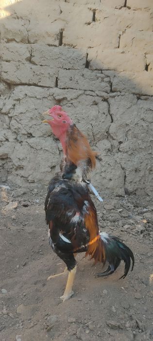 Dakan xoʻrozla sotiladi