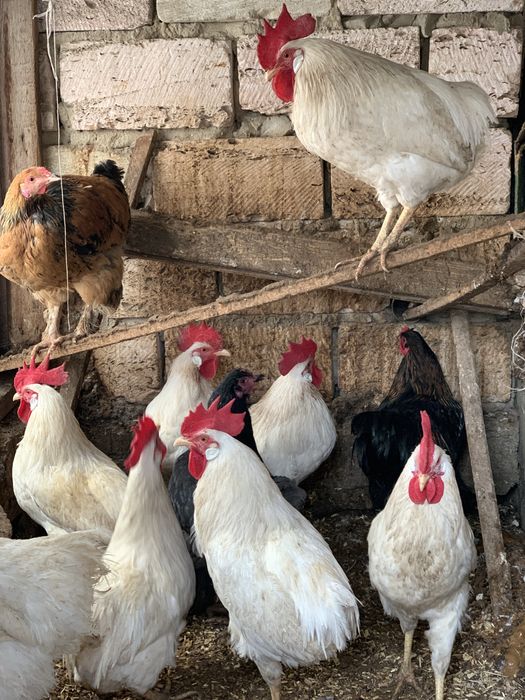 Әтештер сатылады!