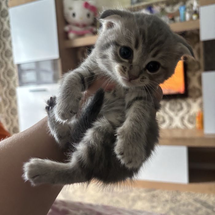 Продам породистых котят. Скоттиш Фолд