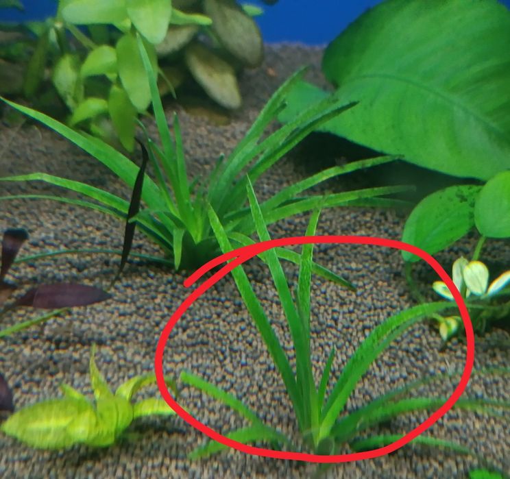 Аквариумные растения