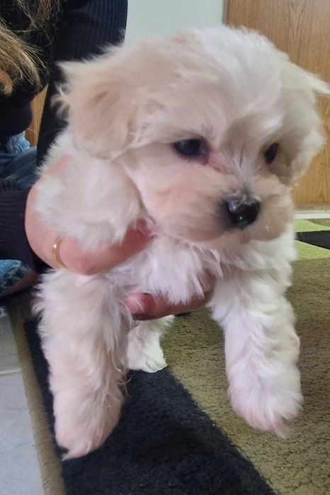 Bichon mini toy talie mica