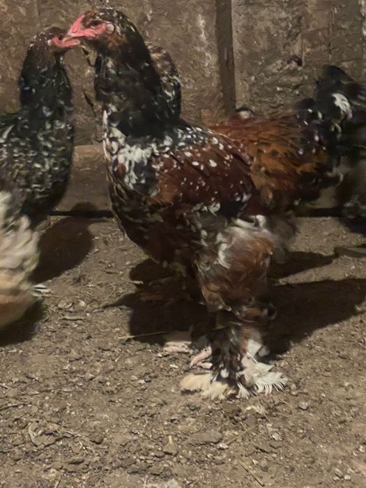 Vand găini Brahma portelan si lemon