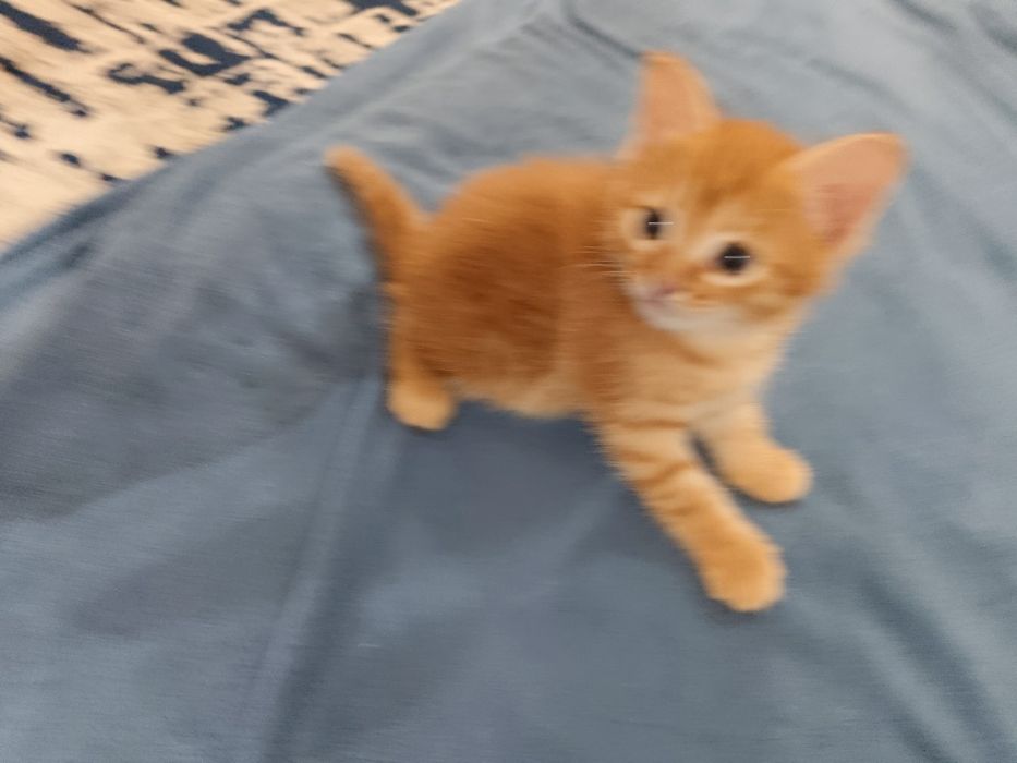 Отдам котят в добрые руки