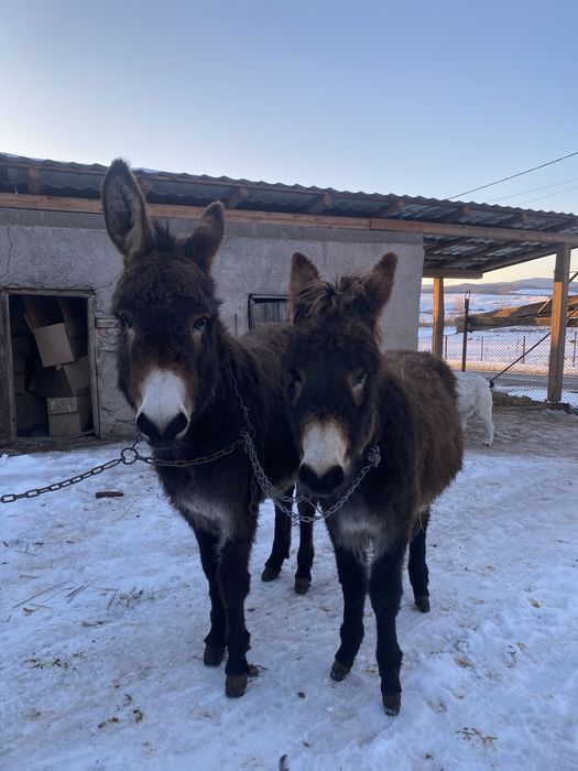 Vand doua magarite tinere