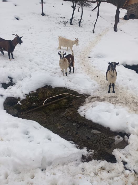 Vând 4 capre carpatine