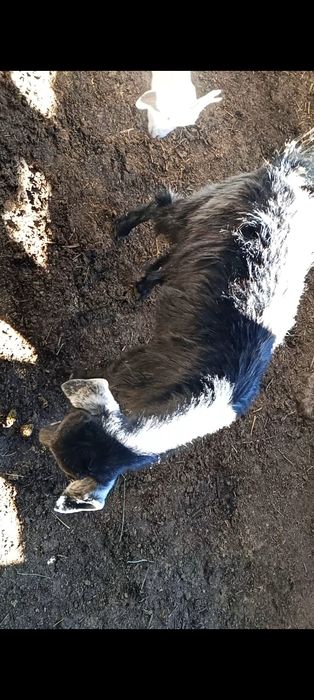 Продам чёрную козу