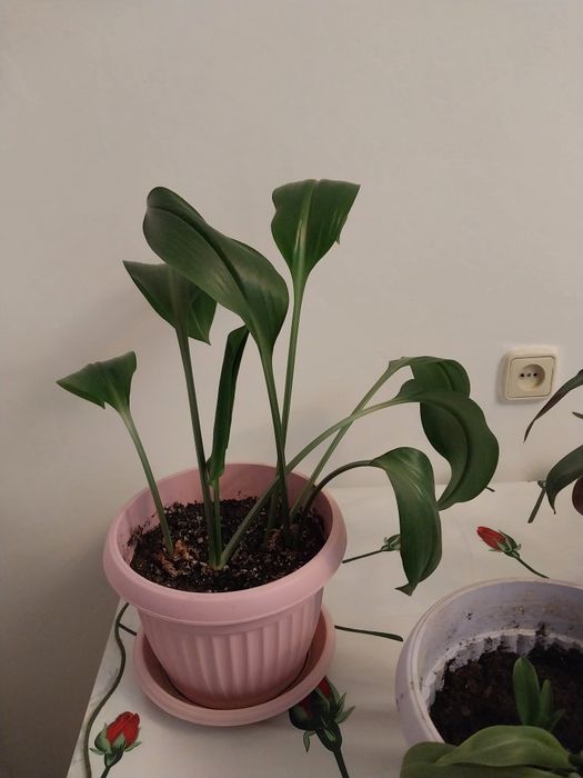 Комнатные цветы                  .