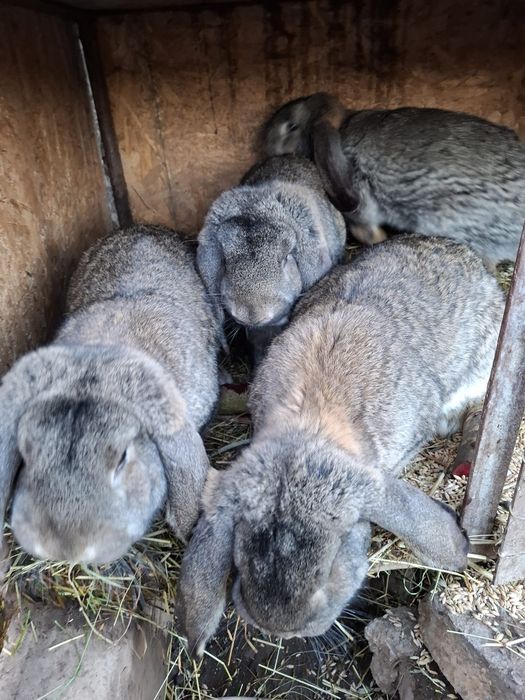 Vand iepuri berbec  german